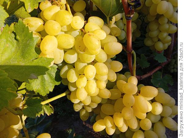 Гроздь в лучах