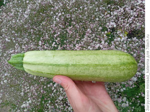 Кабачок Кавили F1