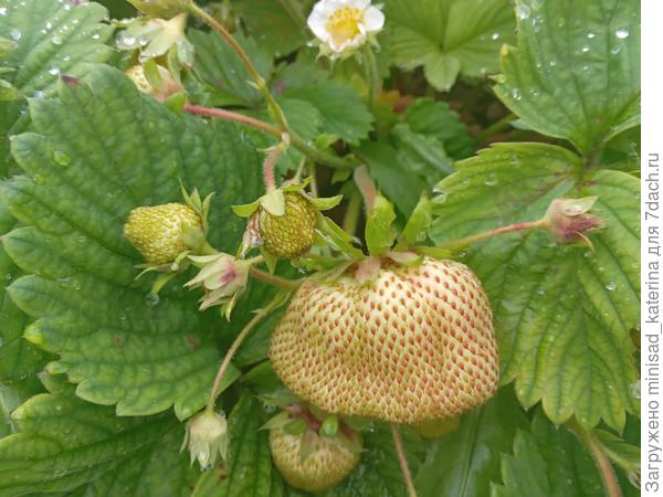 Ягоды наливаются