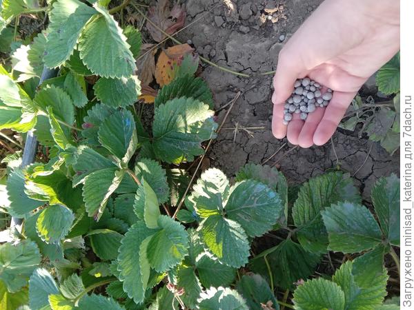 Внесение подкормки