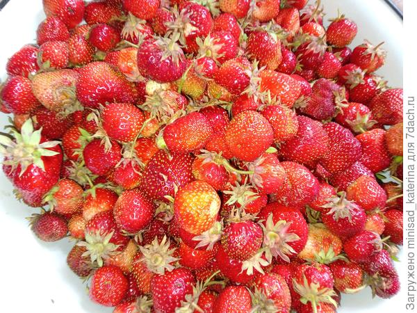 Часть вкусного ягодного урожая