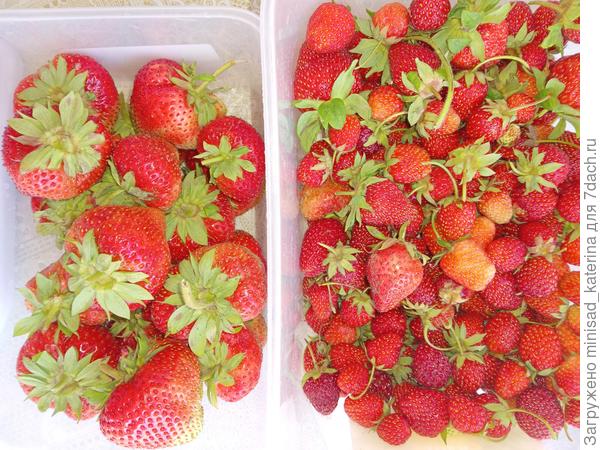 Сравнение крупноплодной клубники с другими сортами