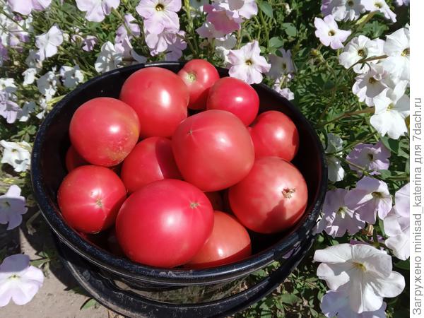 Урожай, томат Тарпан