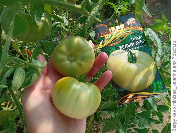 Томат Белый зубр