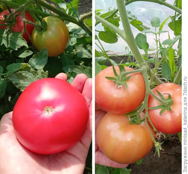 Сбор плодов