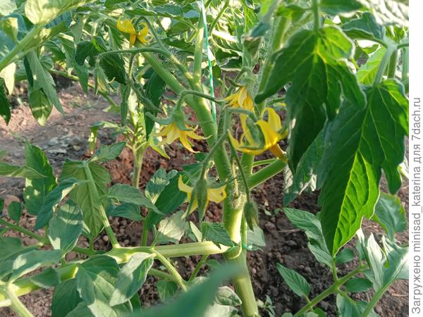 19.05. цветение томата Тарпан