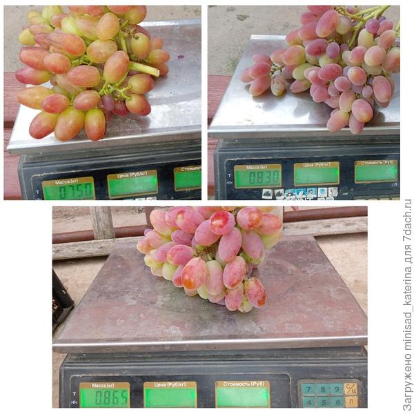 Масса грозди