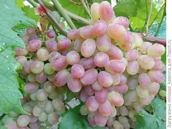 Грозди в каплях дождя