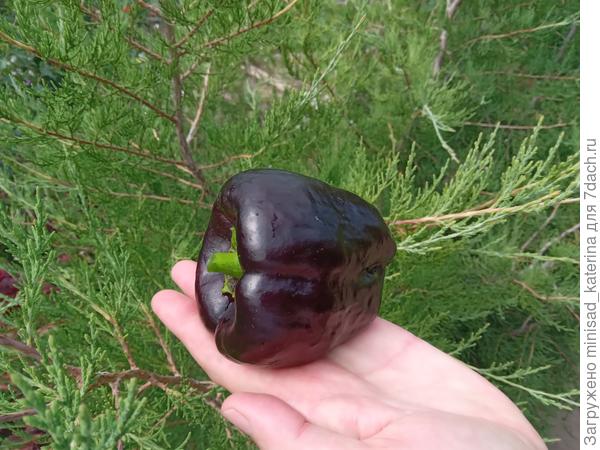 Перчик Чёрный бриллиант