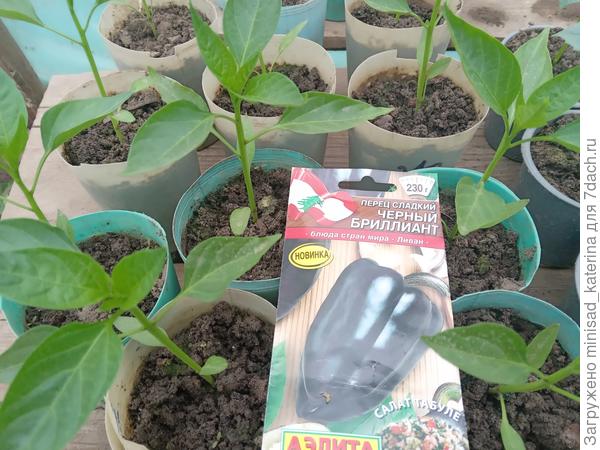 Рассада 20.04.