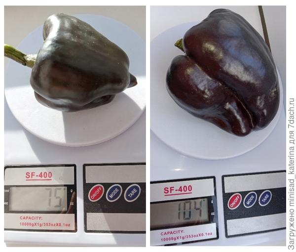 Вес плодов