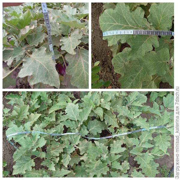 Размеры большого куста