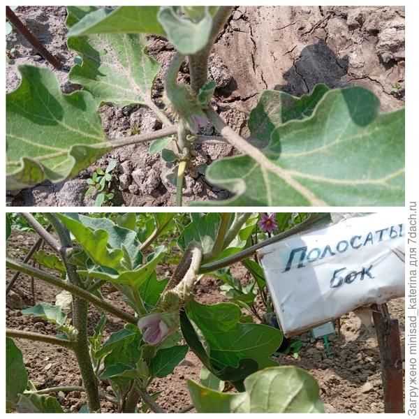 Первые раскрывшиеся цветы 18.06.23 , 25.06.23