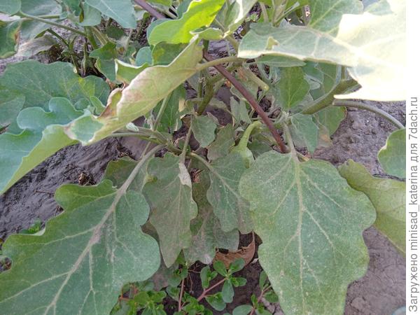 листья 31.07.23