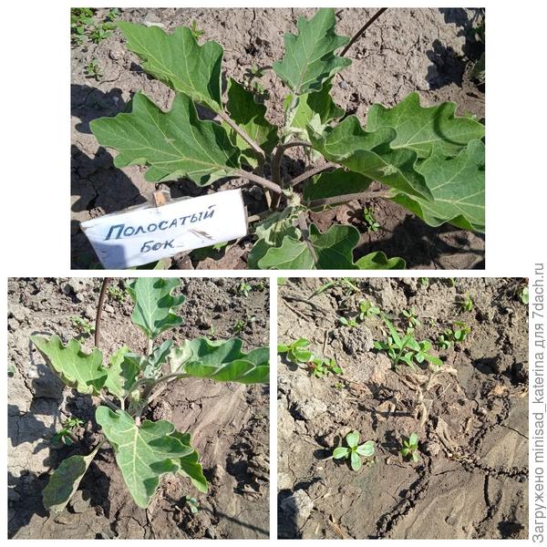 18.06.23 осталось два куста