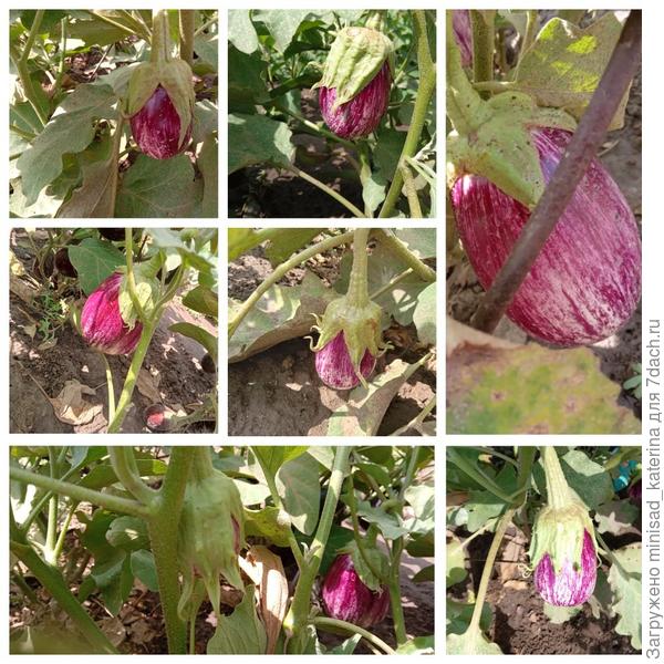 Завязи в начале августа