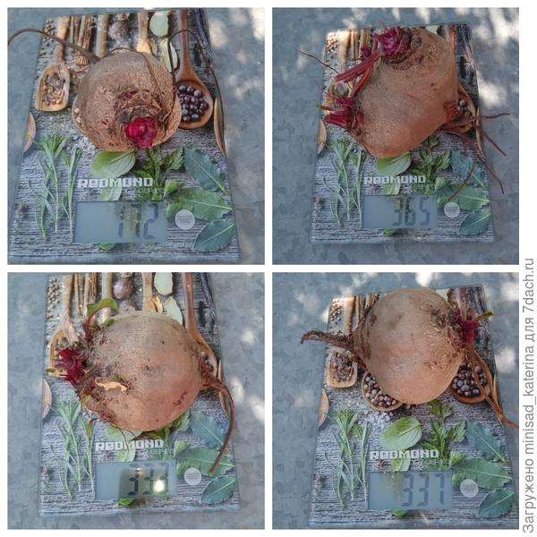 Урожай 24.09.23