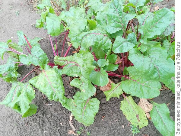 24.07.24 Общий вид