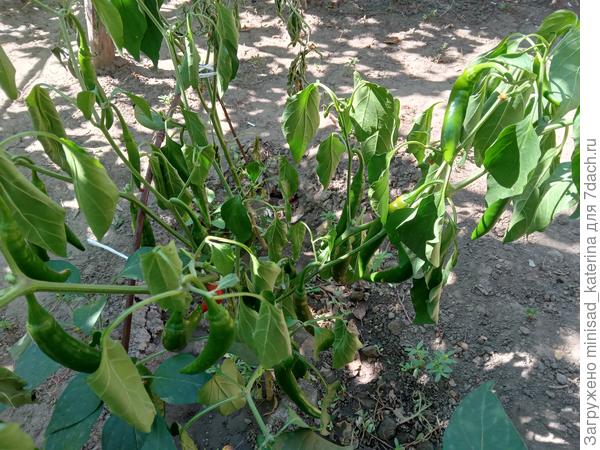 08.08.23 начал вять второй куст