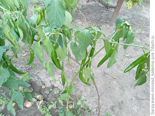 30.07.23 вянет первый куст