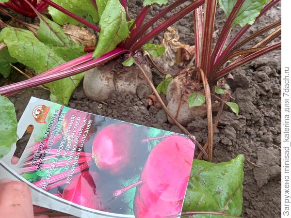 14.07.23 Корнеплоды