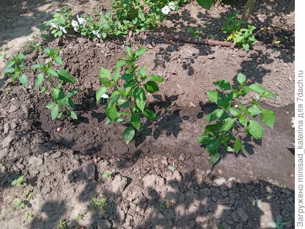 Перцы во время цветения 18.06.23