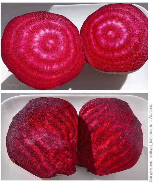 Корнеплоды в разрезе