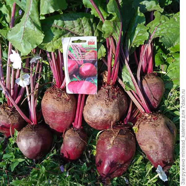 Форма плодов