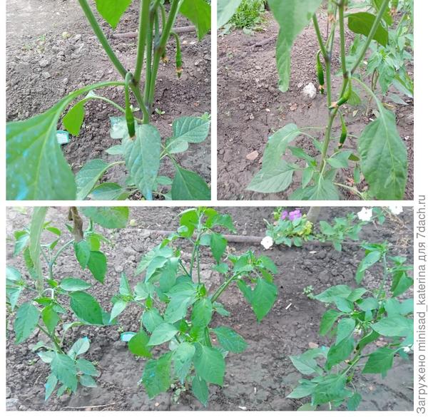 25.06.23 Завязи