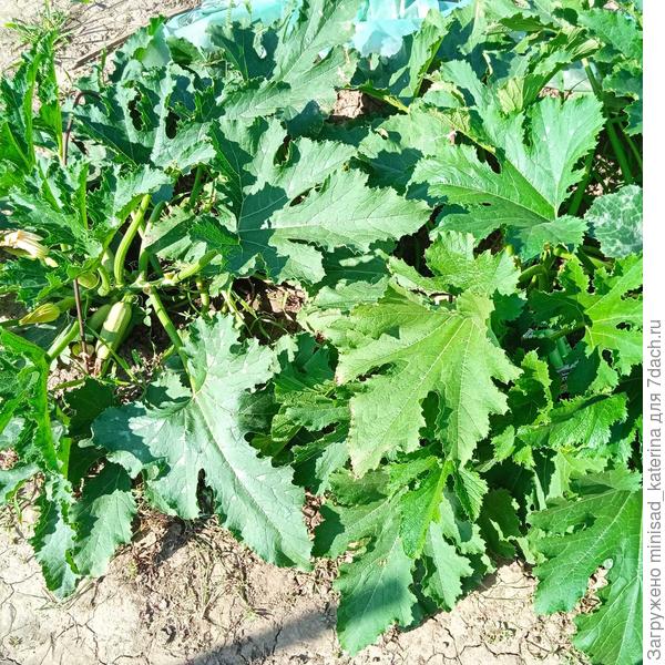 Общий вид на кусты 18.06.23