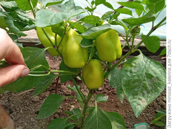 Второй куст