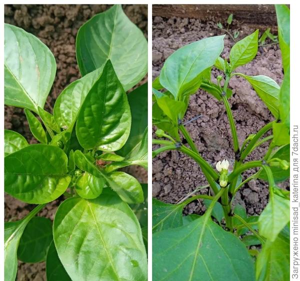 28.05.23 - бутоны, 04.06.23 - начало цветения.