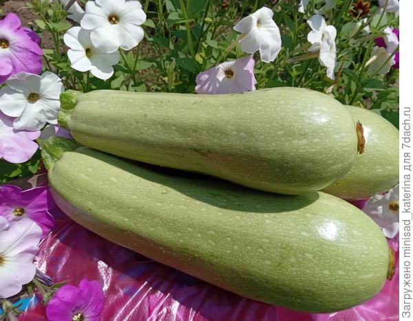 Плоды кабачка Ураган