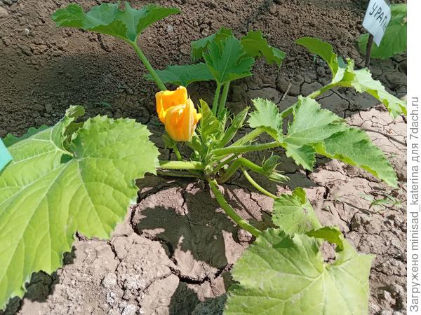 Начало цветения