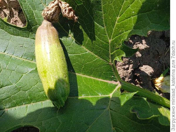 Первые завязи пришлось удалять раньше времени