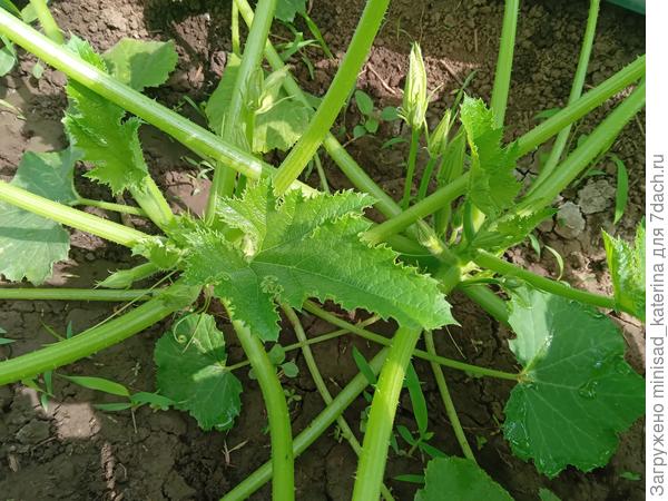 28.05.23. Два куста второго посева