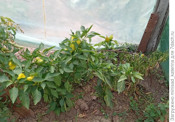 Кусты на начало сентября