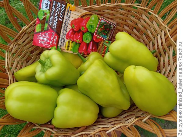Урожай перца Сибирский карлик