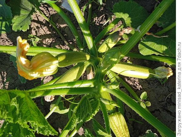 Начало июня, завязи подгнивают из-за сырости.