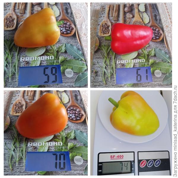 Вес перчин из первых сборов урожая