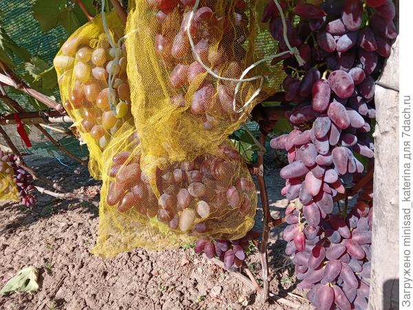 Защита от ос