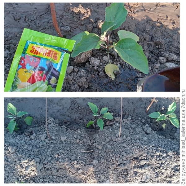 Полив с препаратом Здравень