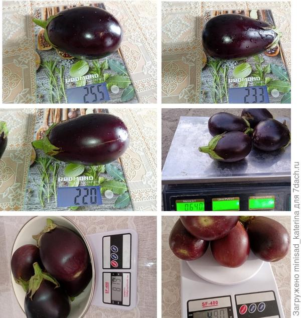 Урожай август, сентябрь