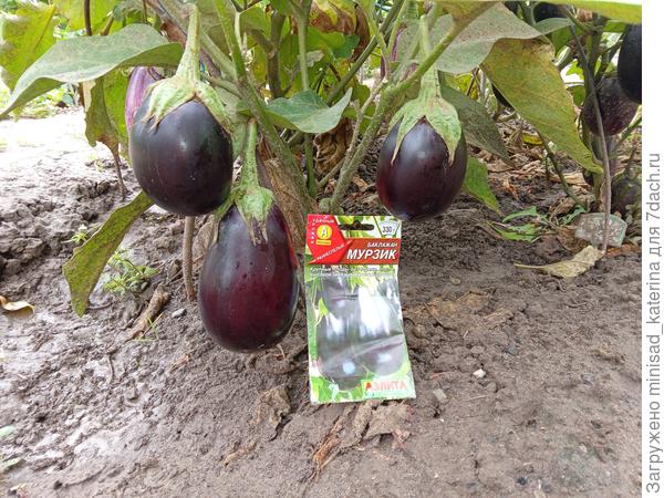 Баклажан Мурзик