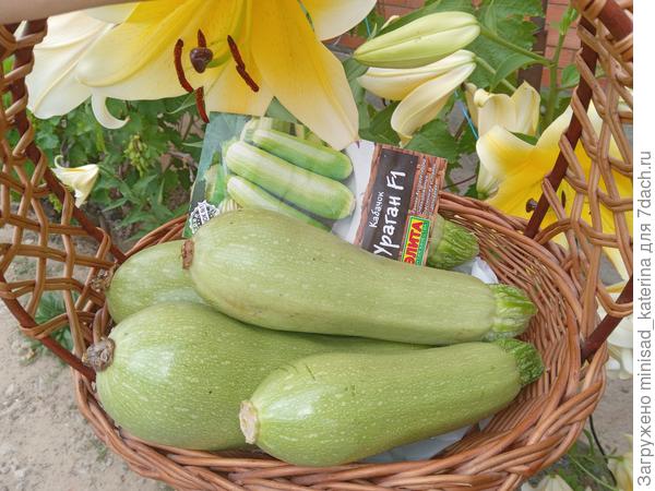 Урожай кабачка Ураган