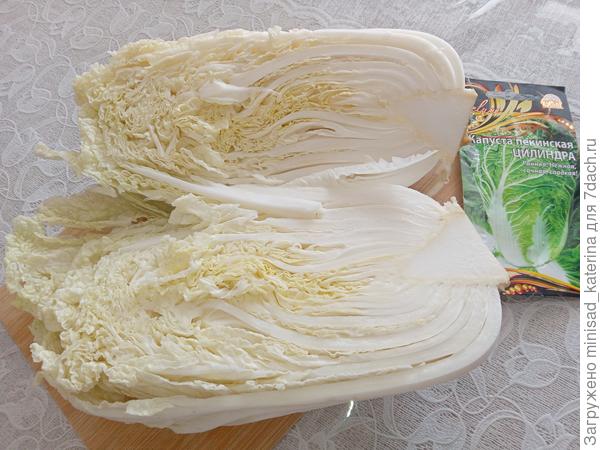 Пекинская капуста Цилиндра в разрезе