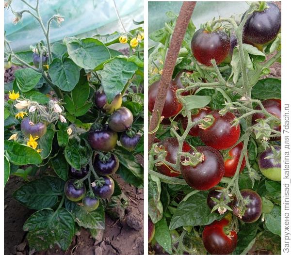 Созревание плодов