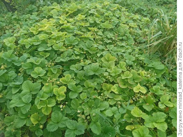 Весной из-за дождей кусты были высокие и густо заросли
