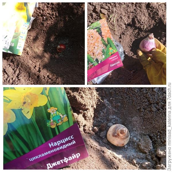 Посадка луковичных