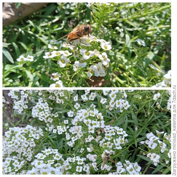 Алиссум осенью